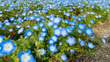 ぎふワールド・ローズガーデンに投稿された画像（2024/4/6）