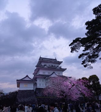 小田原城に投稿された画像（2024/4/6）
