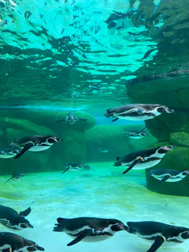 天王寺動物園に投稿された画像（2024/4/6）