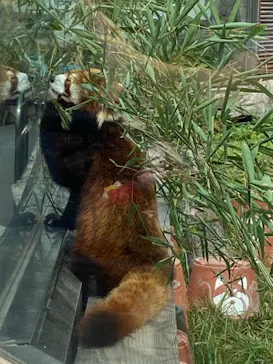 天王寺動物園に投稿された画像（2024/4/6）