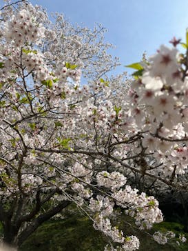 浜名湖花博2024に投稿された画像（2024/4/6）