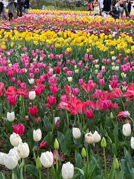 浜名湖花博2024に投稿された画像（2024/4/6）