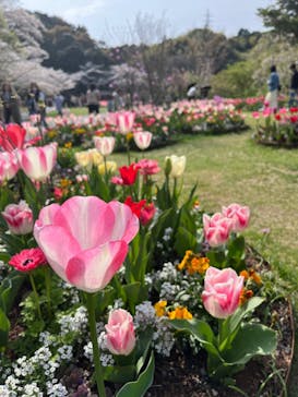 浜名湖花博2024に投稿された画像（2024/4/6）