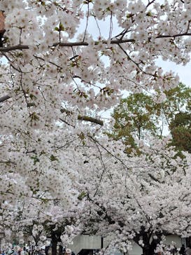 万博記念公園に投稿された画像（2024/4/6）