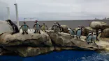 仙台うみの杜水族館に投稿された画像（2024/4/7）