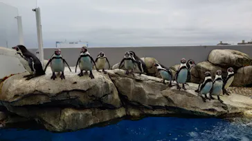 仙台うみの杜水族館に投稿された画像（2024/4/6）
