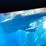 沖縄美ら海水族館に投稿された画像（2024/4/7）