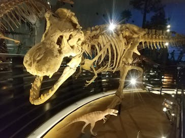 福井県立恐竜博物館に投稿された画像（2024/4/6）