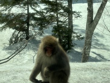 志賀高原焼額山スキー場に投稿された画像（2024/4/6）