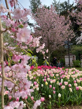 浜名湖花博2024に投稿された画像（2024/4/6）