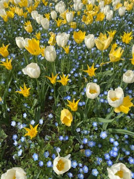 浜名湖花博2024に投稿された画像（2024/4/6）