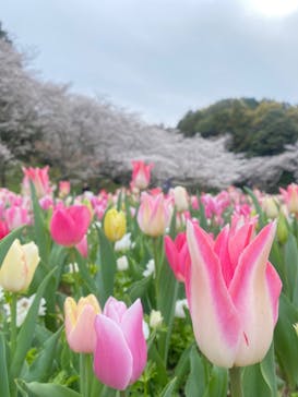浜名湖花博2024に投稿された画像（2024/4/6）