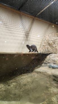DMMかりゆし水族館に投稿された画像（2024/4/6）