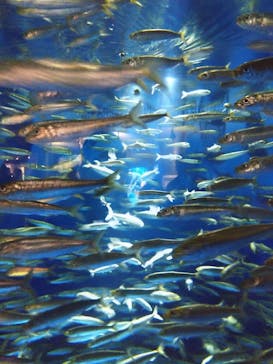 アクアワールド茨城県大洗水族館に投稿された画像（2024/4/6）