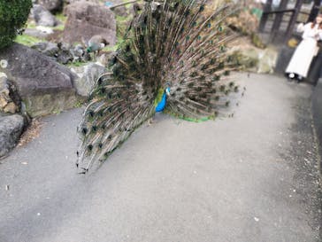 伊豆シャボテン動物公園に投稿された画像（2024/4/7）