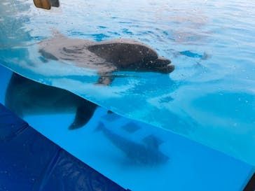 マリンワールド海の中道に投稿された画像（2024/4/7）