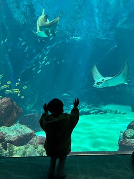 マリンワールド海の中道に投稿された画像（2024/4/7）