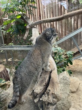 神戸どうぶつ王国に投稿された画像（2024/4/7）