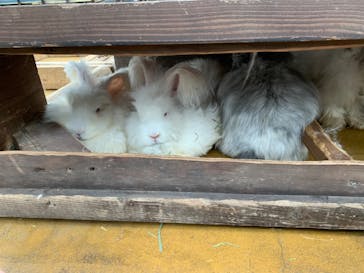 神戸どうぶつ王国に投稿された画像（2024/4/7）