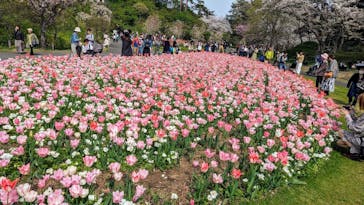 浜名湖花博2024に投稿された画像（2024/4/7）