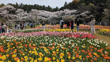 浜名湖花博2024に投稿された画像（2024/4/7）
