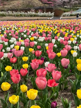 ぎふワールド・ローズガーデンに投稿された画像（2024/4/7）