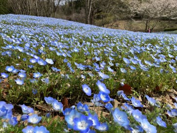 ぎふワールド・ローズガーデンに投稿された画像（2024/4/7）