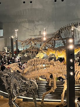 福井県立恐竜博物館に投稿された画像（2024/4/7）
