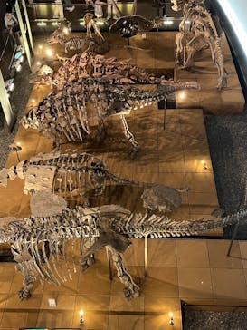福井県立恐竜博物館に投稿された画像（2024/4/7）