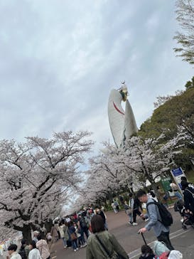 万博記念公園に投稿された画像（2024/4/7）