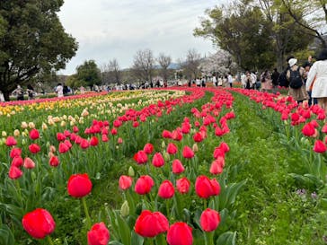 万博記念公園に投稿された画像（2024/4/7）