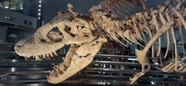 福井県立恐竜博物館に投稿された画像（2024/4/7）