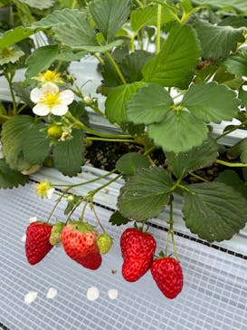 twins farm 真岡いちご園に投稿された画像（2024/4/7）