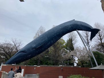 国立科学博物館に投稿された画像（2024/4/7）