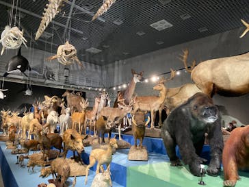 国立科学博物館に投稿された画像（2024/4/7）