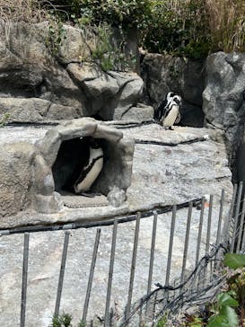 サンシャイン水族館に投稿された画像（2024/4/7）