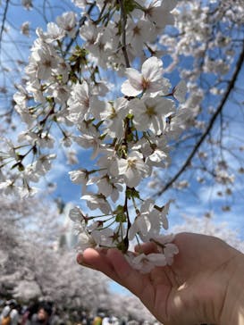 万博記念公園に投稿された画像（2024/4/7）