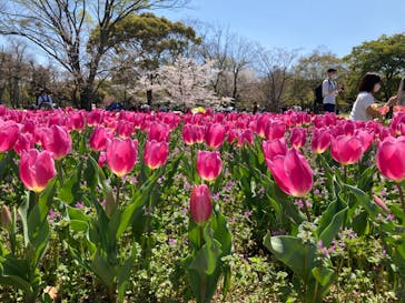 万博記念公園に投稿された画像（2024/4/7）