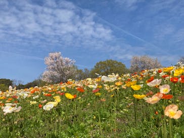 万博記念公園に投稿された画像（2024/4/7）
