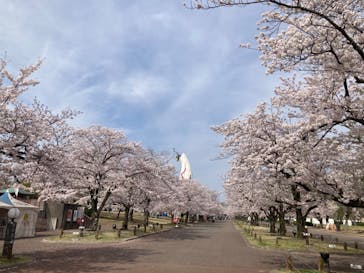 万博記念公園に投稿された画像（2024/4/7）