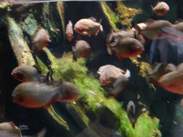 マクセル アクアパーク品川に投稿された画像（2024/4/7）