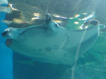 マクセル アクアパーク品川に投稿された画像（2024/4/7）