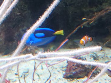 マクセル アクアパーク品川に投稿された画像（2024/4/7）