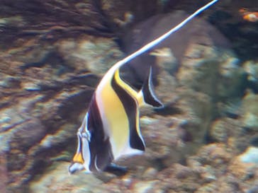 マクセル アクアパーク品川に投稿された画像（2024/4/7）