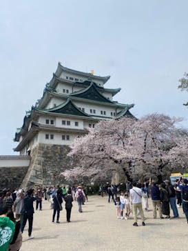 名古屋城に投稿された画像（2024/4/7）