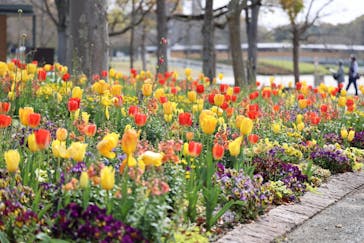 浜名湖花博2024に投稿された画像（2024/4/6）