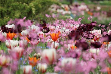 浜名湖花博2024に投稿された画像（2024/4/6）
