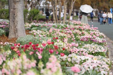 浜名湖花博2024に投稿された画像（2024/4/6）