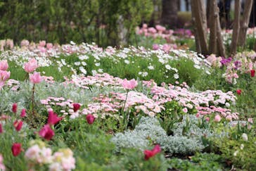 浜名湖花博2024に投稿された画像（2024/4/6）