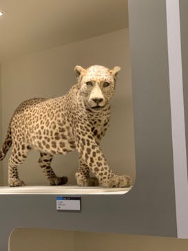 特別展「大哺乳類展３－わけてつなげて大行進」に投稿された画像（2024/4/7）